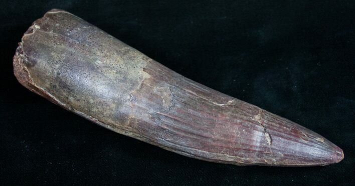 Monsterous Spinosaurus Tooth - Largest I've Had #10134